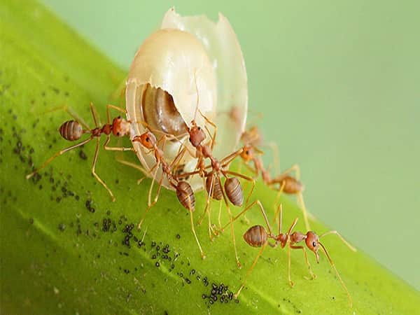 Kiến trong thế giới con trùng