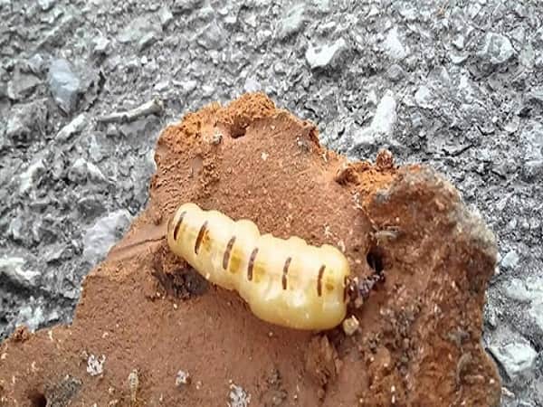 Mối chúa sinh ra từ đâu? Khám phá thế giới côn trùng