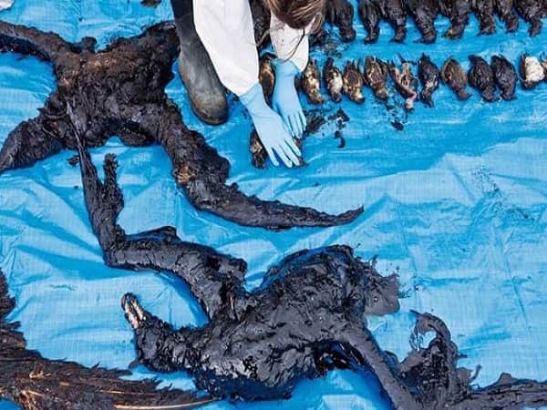 Tác hại khủng khiếp của hiện tượng thủy triều đen là gì