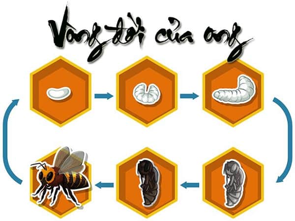 vòng đời của ong