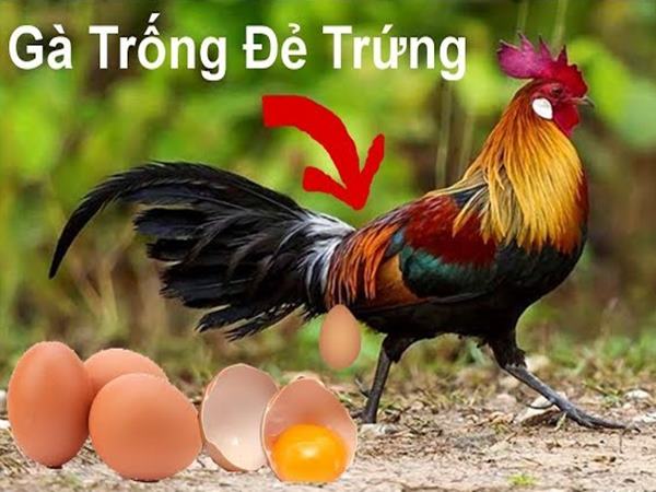 Gà trống đẻ trứng đánh con gì?