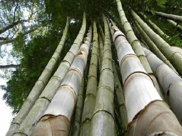 Đặc điểm nổi bật của tre rồng (Dendrocalamus giganteus)