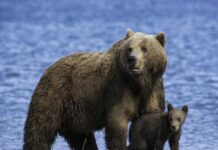 Con gấu số mấy? Ý nghĩa và con số may mắn liên quan Con gấu số mấy? Ý nghĩa và con số may mắn liên quan