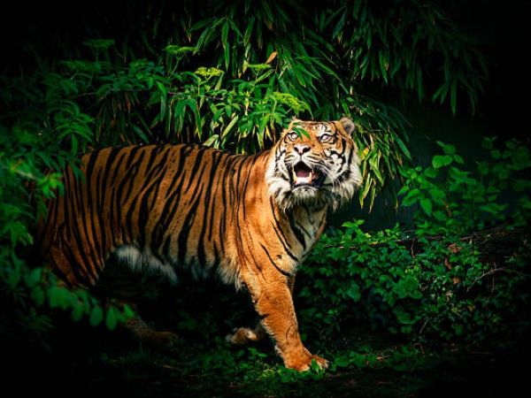 Con số tài lộc tuổi Bính Dần ngày 22/1/2026 theo giấc mơ