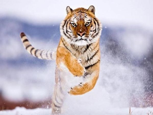 Tổng quan vận trình tuổi Bính Dần ngày 22/1/2026