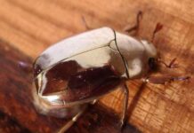 Bọ hung số mấy? Giải mã biểu tượng bọ hung Ai Cập cổ đại? bọ hung số mấy