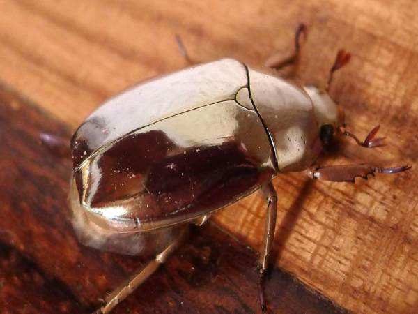 Sự kết hợp con số và ý nghĩa bọ hung