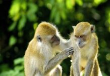 con số may mắn tuổi Nhâm Thân ngày 9/1/2026