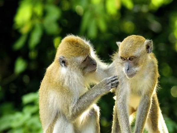 Tổng quan vận trình tuổi Nhâm Thân ngày 9/1/2026 Tổng quan vận trình tuổi Nhâm Thân ngày 9/1/2026