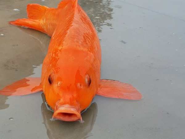 Các chép vàng có ý nghĩa gì trong phong thuỷ và tâm linh