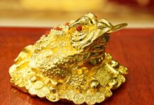 Mơ thấy cóc vàng là điềm gì, giải mã con số tài lộc