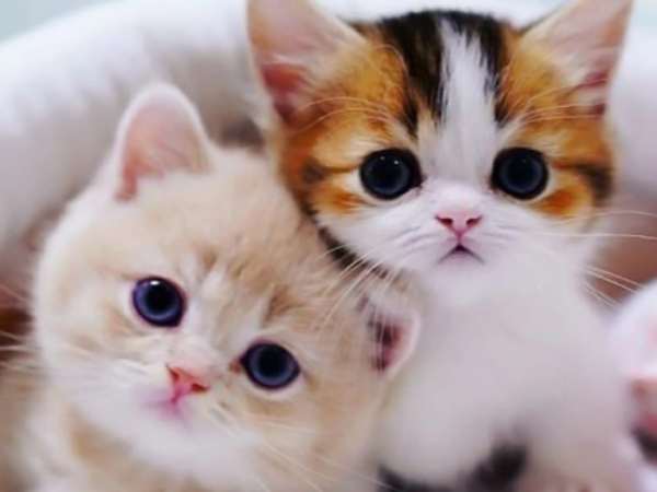 Mèo con ý nghĩa gì trong phong thủy và tâm linh?