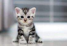 Giải mã Mèo con số mấy ý nghĩa gì trong phong thủy tâm linh